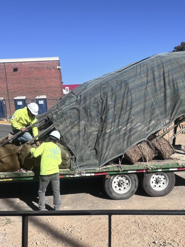Professional tree transportation and installation services for commercial landscaping projects
